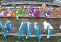 Dairy cows shown from above in infrared colours